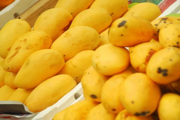 Fresh Mango Price in Pakistan