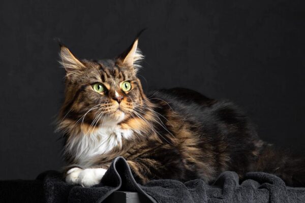 Healthy Maine Coon kittens for sale in Oregon with fluffy fur, playful nature, and family-friendly temperament