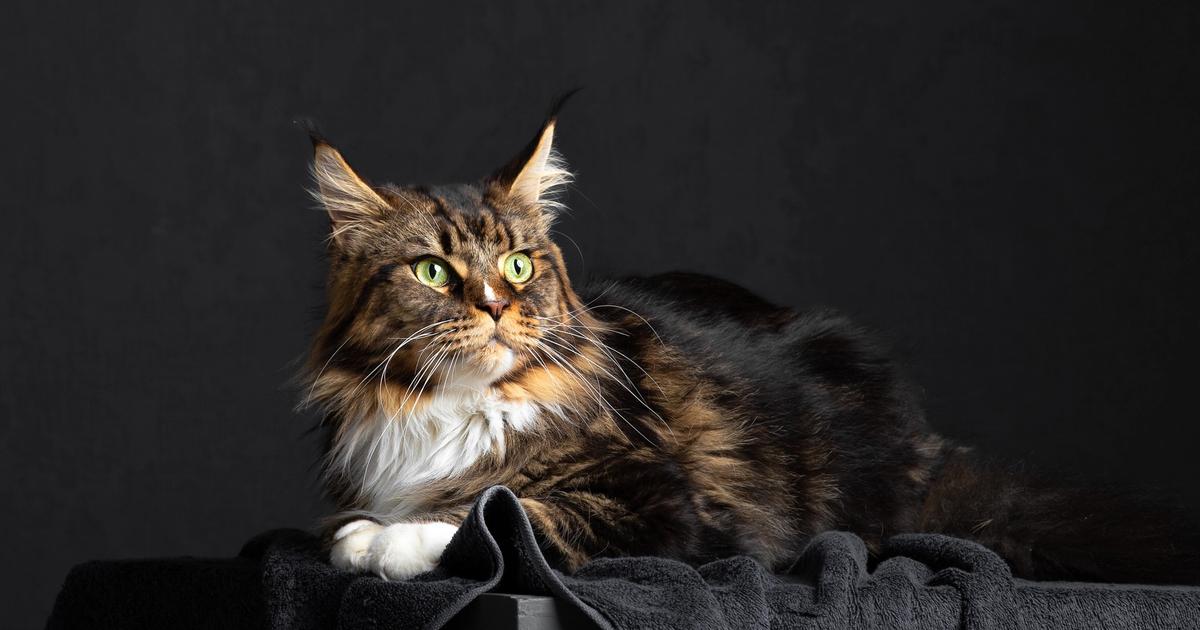 Healthy Maine Coon kittens for sale in Oregon with fluffy fur, playful nature, and family-friendly temperament