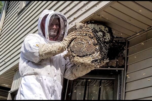 How to Prevent Bees From Entering Through Window AC Units