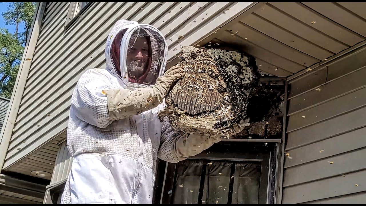 How to Prevent Bees From Entering Through Window AC Units