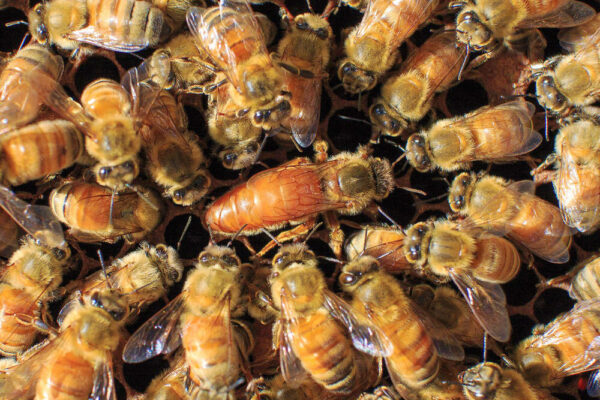 honey bee
