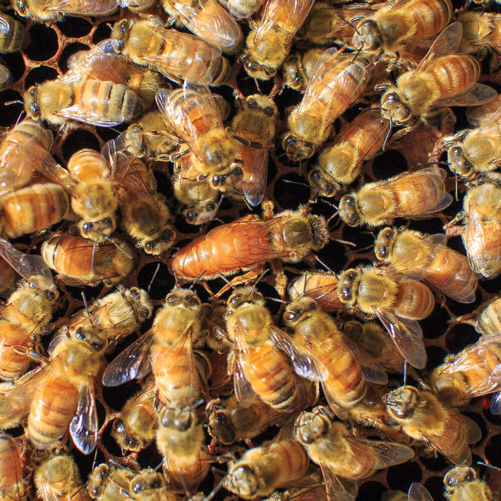 honey bee