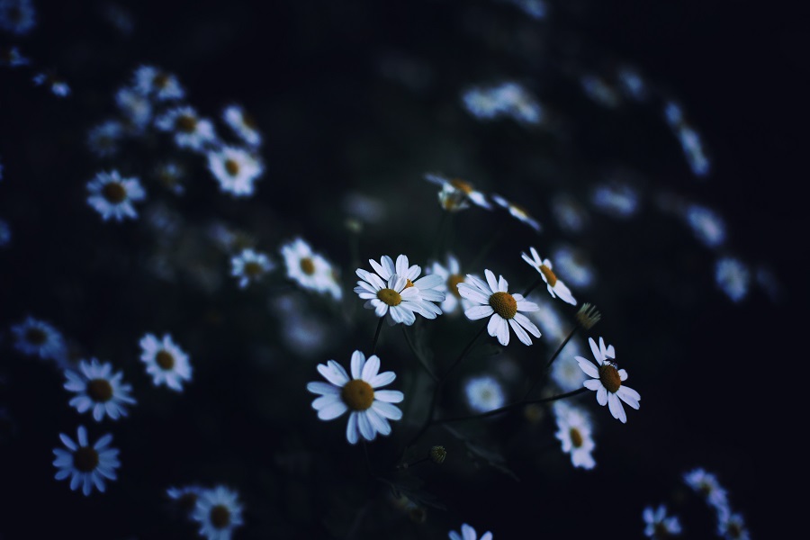 White Flowers That Glow After the Sun Goes Down