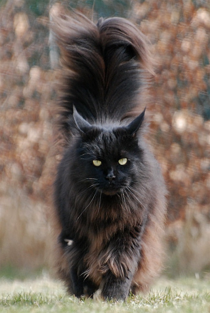 Maine Coon kittens for sale raised in Oregon by NWCoonies with fluffy coats and affectionate personalities