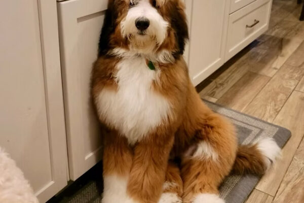 best doodles puppies
