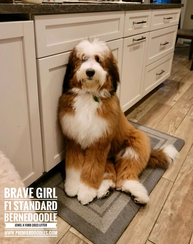 best doodles puppies