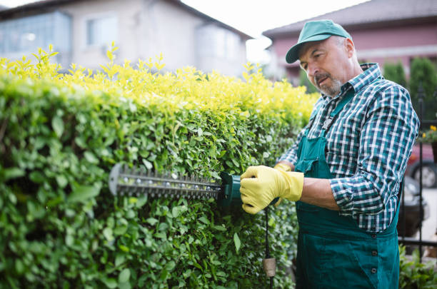 Hedge Trimming