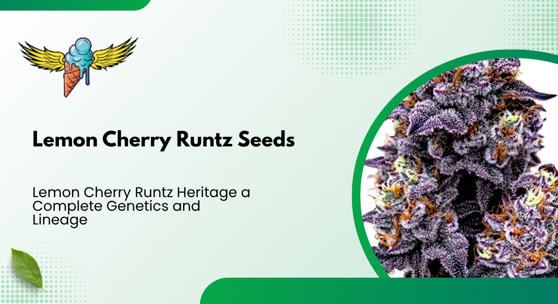 Lemon Cherry Runtz Heritage