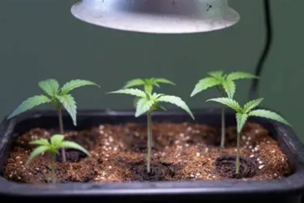 Optimizing Germination: Correct Depth for Direct Seed Planting Outdoors