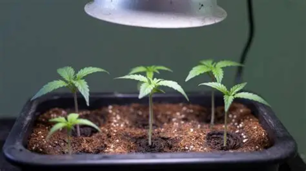 Optimizing Germination: Correct Depth for Direct Seed Planting Outdoors