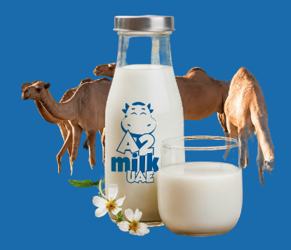 pure camel milk near me Dubai