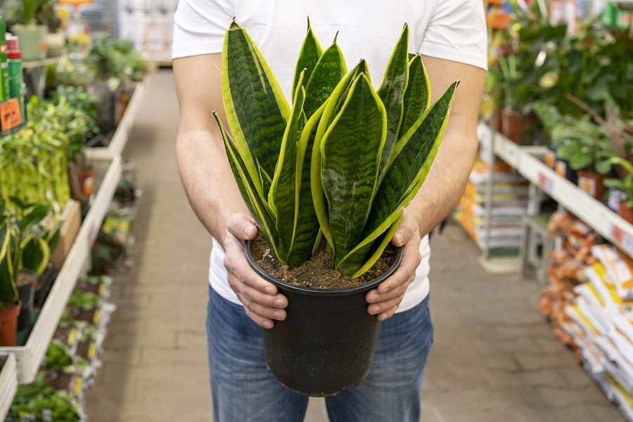 Snake Plant
