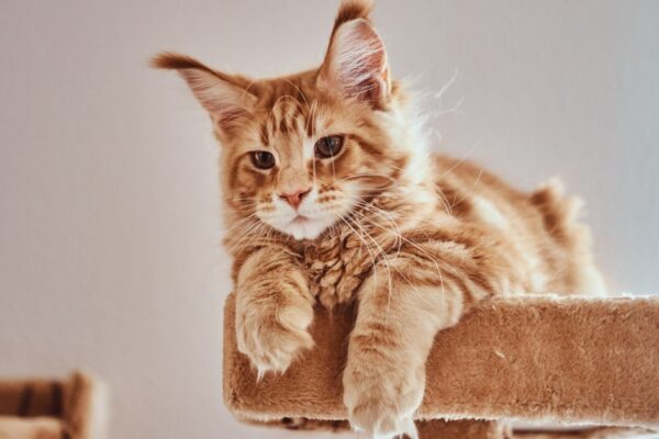 Retired Maine Coon cats for sale in Oregon raised by NW Coonies with affectionate personalities and beautiful fluffy coats