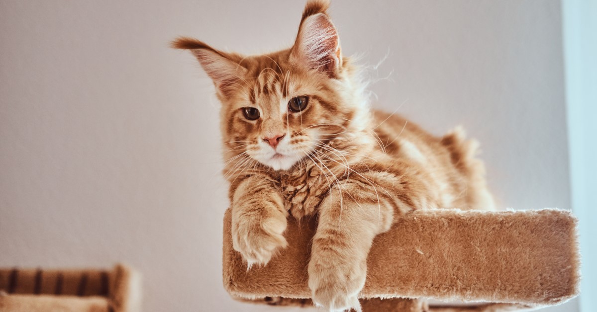 Retired Maine Coon cats for sale in Oregon raised by NW Coonies with affectionate personalities and beautiful fluffy coats