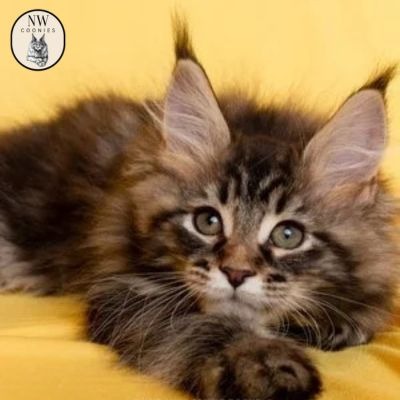 retired maine coon cats for sale