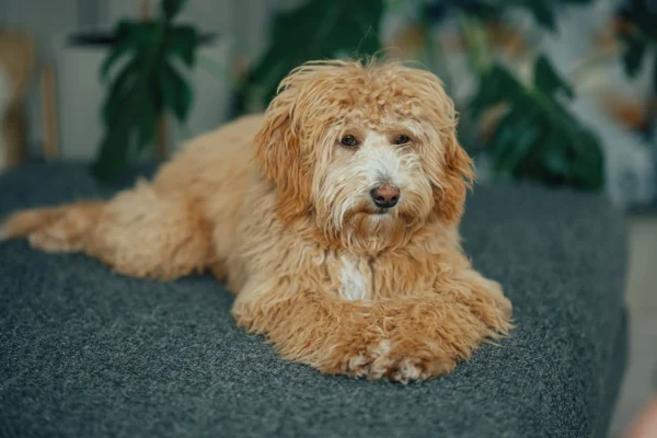 golden doodle breeders