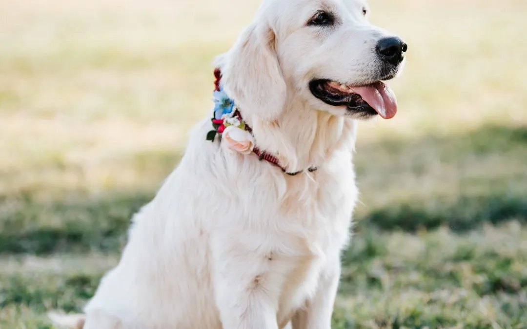 English cream golden retriever