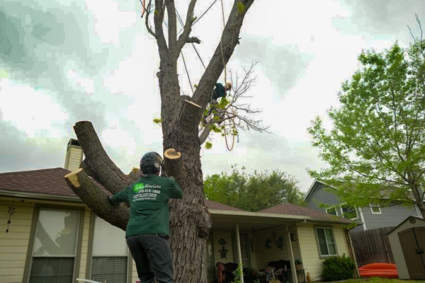 tree trimming services near me