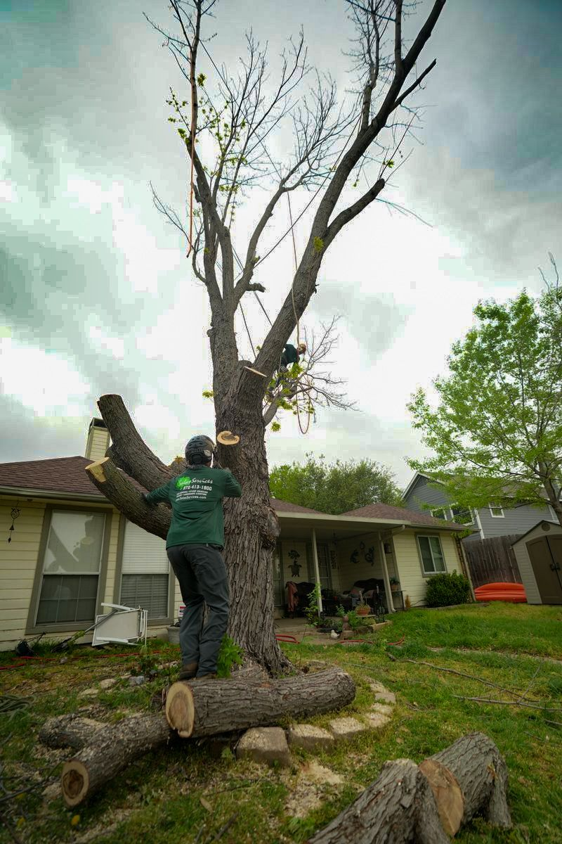 tree trimming services near me