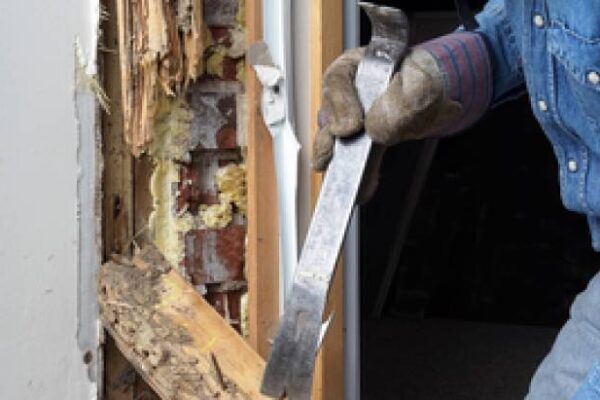Termite Control