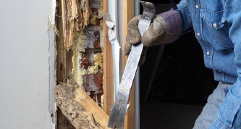 Termite Control