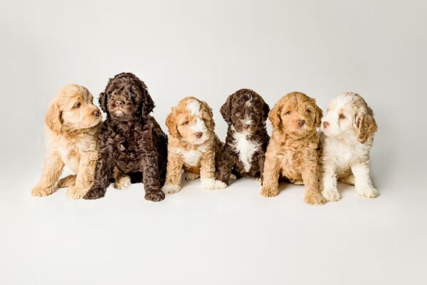 GALA Labradoodles Australian