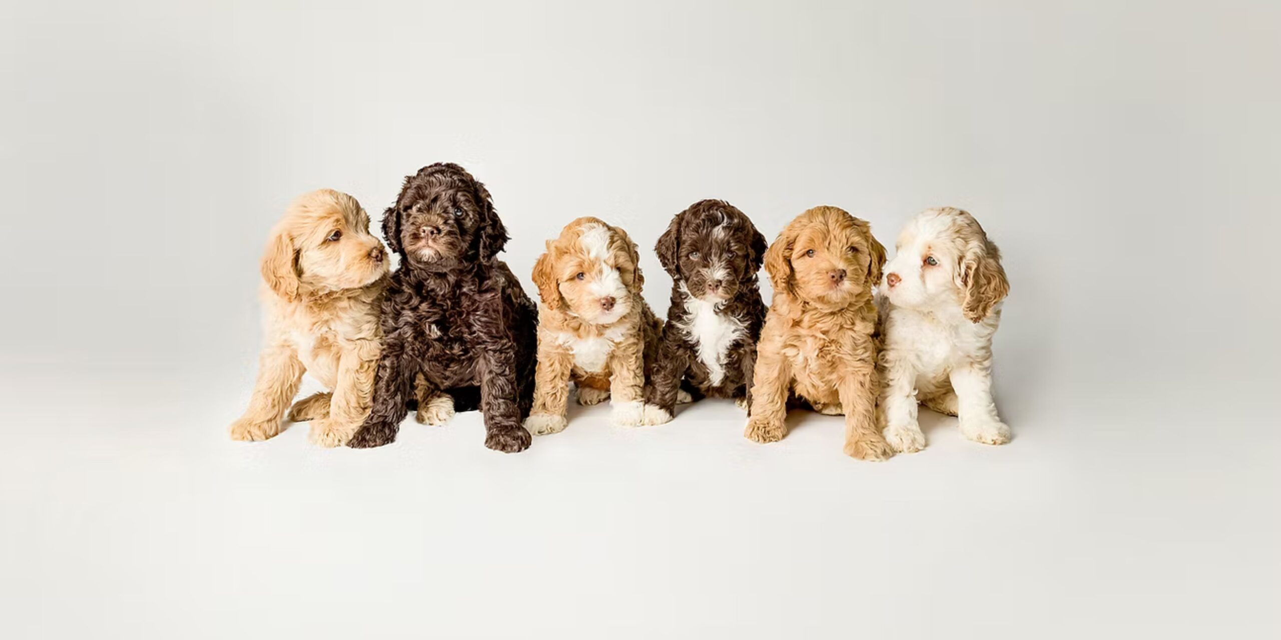 GALA Labradoodles Australian