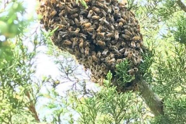 Bee Wasp