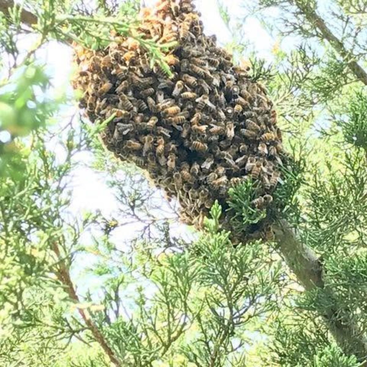 Bee Wasp