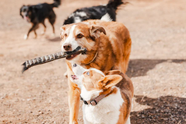 healthy treats for dogs to chew