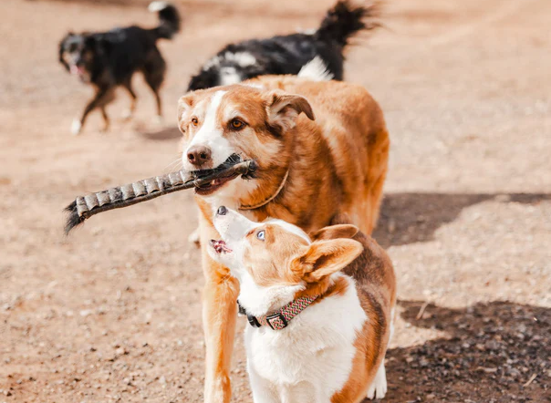 healthy treats for dogs to chew