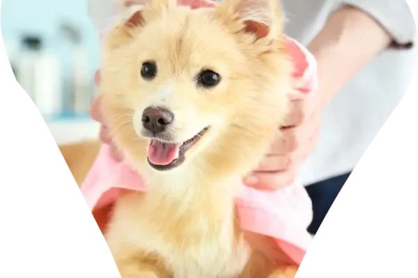 mobile dog grooming