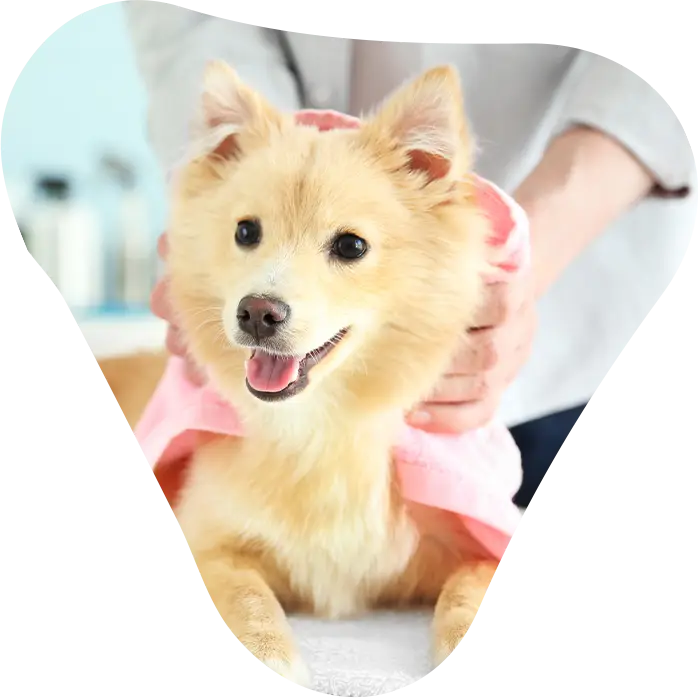mobile dog grooming