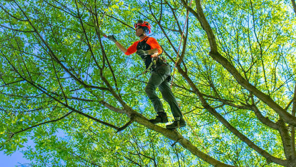 tree trimming near dfw