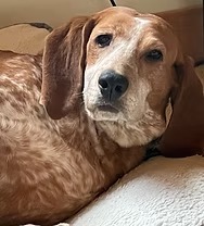 veterinary behaviourist in Victoria