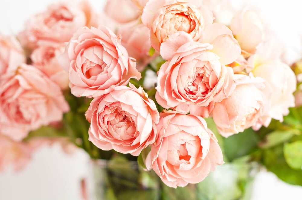 peonies flowers